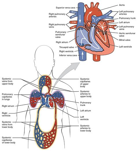 flow diagram of cardiovascular system 